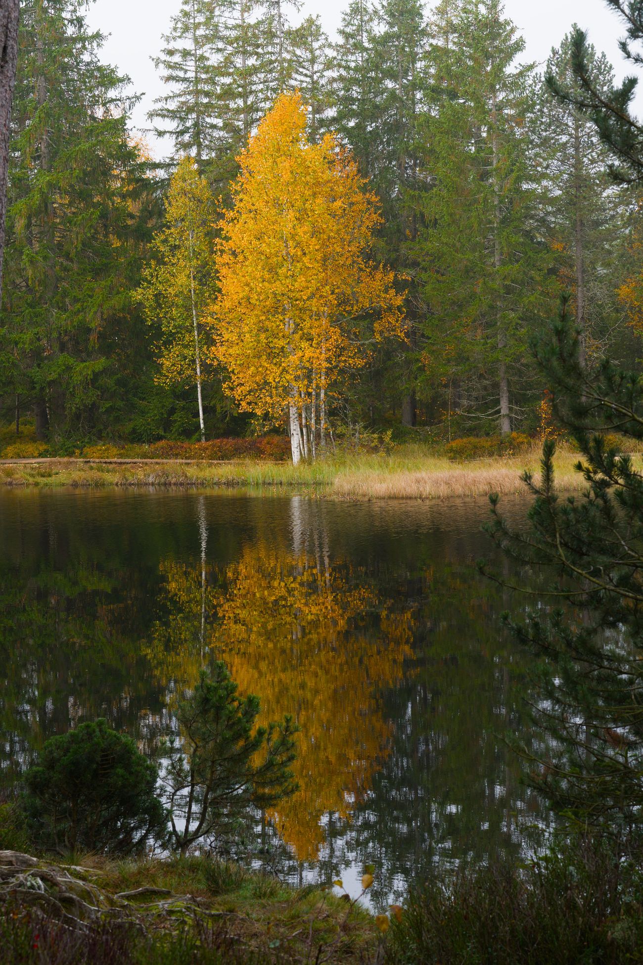 Bouleau doré et son reflet au bord de l'étang de la Gruère en automne