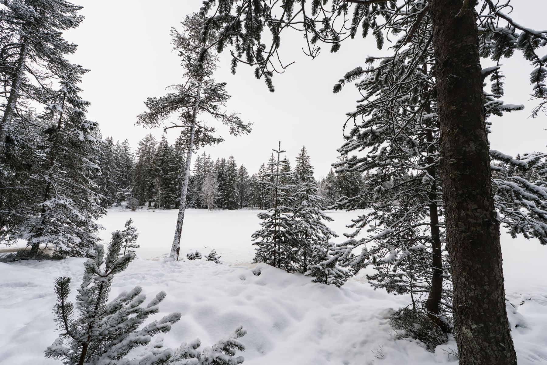 Sous-bois enneigé au bord de l'étang de la Gruère en hiver